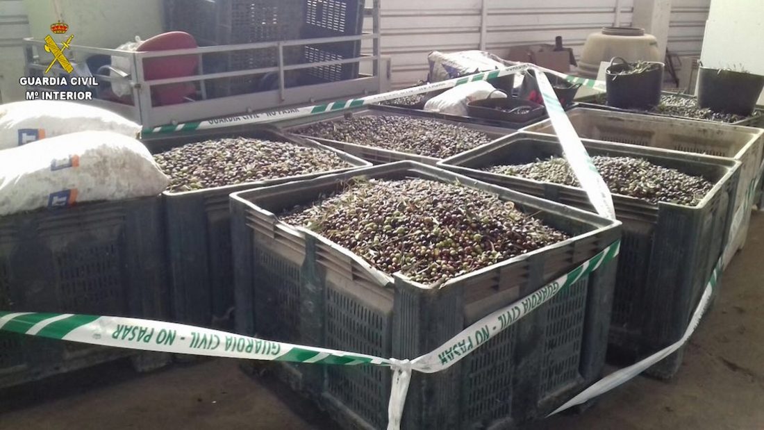 AionSur robo-aceitunas Inventan un método para evitar los robos de aceitunas en el campo Sin categoría AionSur robo-aceitunas Inventan un método para evitar los robos de aceitunas en el campo Sin categoría