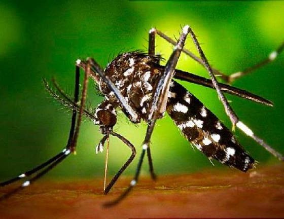 Mairena del Alcor fumigará de forma preventiva para evitar los mosquitos que propagan el virus del Nilo