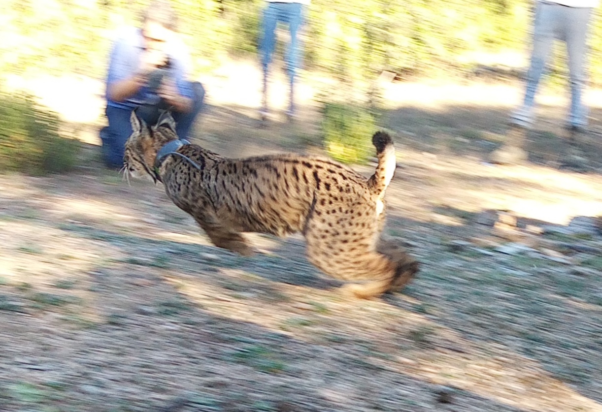 Liberan en Villanueva del Río y Minas a dos ejemplares jóvenes de lince ibérico